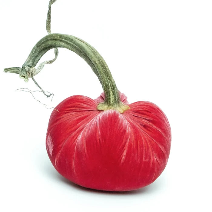 5" Velvet Pumpkin