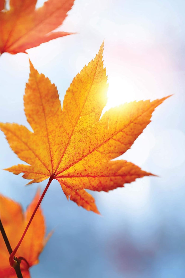 Devotions for the Fall