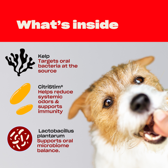 Promotional graphic showing What's inside with kelp, CitriStim, Lactobacillus plantarum and a dog being fed