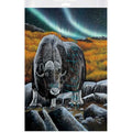 Muskox Glare Bagged Poster