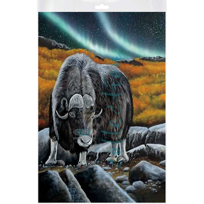 Muskox Glare Bagged Poster