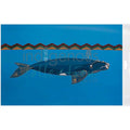 Sea Right Whale Bagged Poster