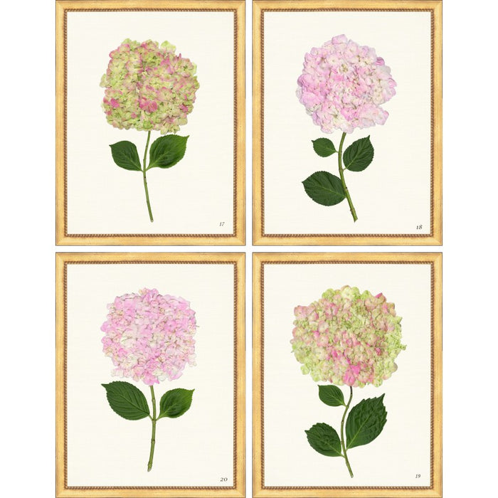 TLC- HYDRANGEAS 18