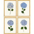 TLC- HYDRANGEAS 1