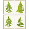 TLC FERNS 7