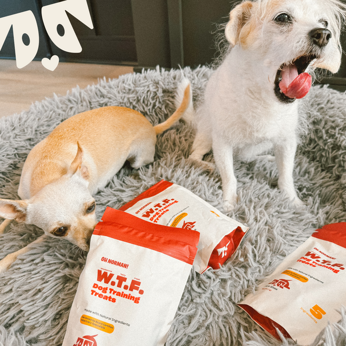 Two small dogs sniffing and sitting by three bags of W.T.F. Dog Training Treats on a gray shag rug