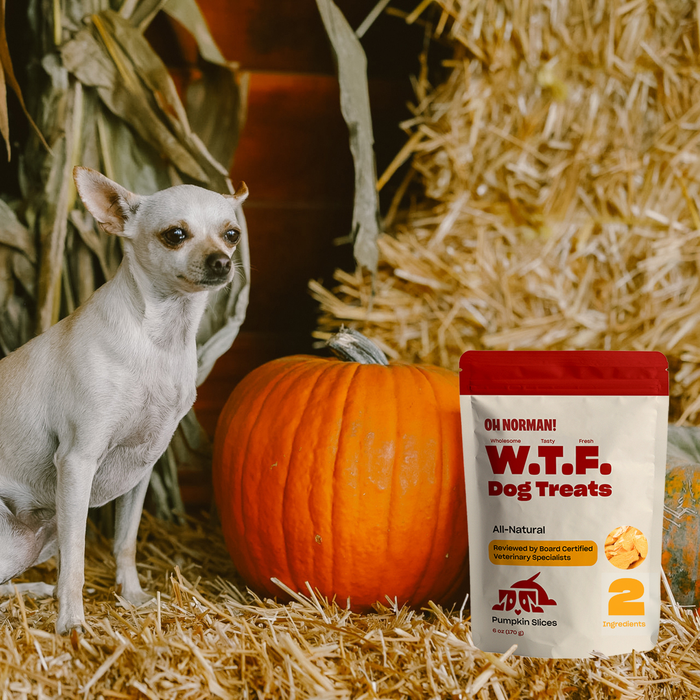 Front view of W.T.F. Dog Treats Pumpkin Slices pouch beside a pumpkin and small white chihuahua on hay